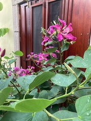 Bauhinia purpurea