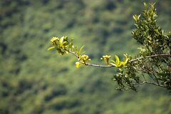 Acridocarpus natalitius