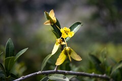 Acridocarpus natalitius