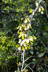 Acridocarpus natalitius