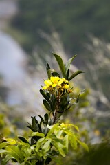 Acridocarpus natalitius
