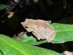 Rhinella castaneotica