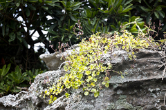 Aeollanthus parvifolius