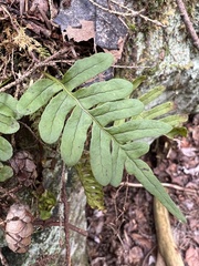 Polypodium