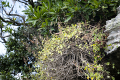 Aeollanthus parvifolius