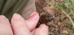 Phrynobatrachus keniensis