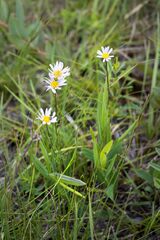 Afroaster serrulatus