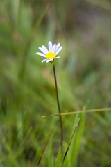 Afroaster serrulatus