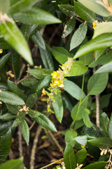 Alectra orobanchoides