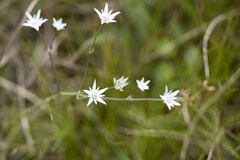 Alepidea peduncularis