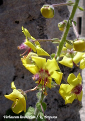 Verbascum levanticum
