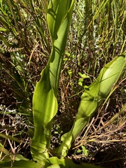 Chlorophytum krookianum