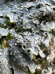 Punctelia subrudecta