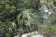 Aloe arborescens