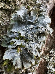 Punctelia subrudecta