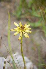Aloe linearifolia