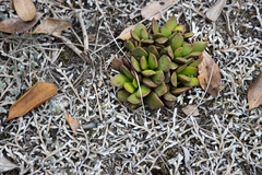 Anacampseros rufescens