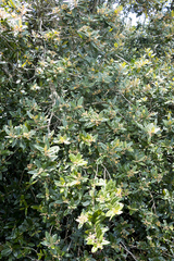 Anastrabe integerrima