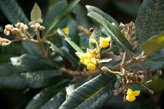 Anastrabe integerrima