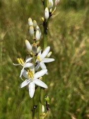 Chlorophytum krookianum