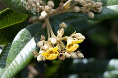 Anastrabe integerrima