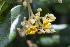 Anastrabe integerrima