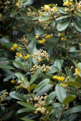 Anastrabe integerrima