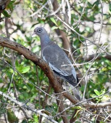 Patagioenas corensis