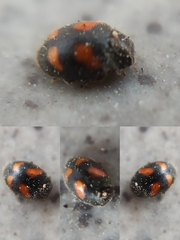 Nephus quadrimaculatus