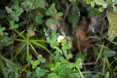 Argyrolobium tomentosum