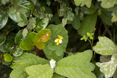 Argyrolobium tomentosum