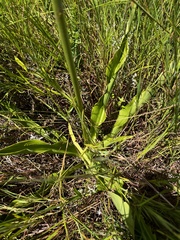 Chlorophytum krookianum