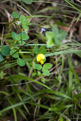 Argyrolobium tomentosum