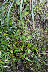 Argyrolobium tomentosum