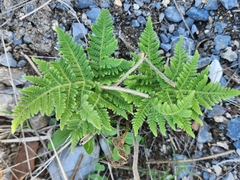 Cheilanthes leucopoda