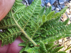 Cheilanthes leucopoda
