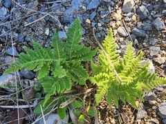 Cheilanthes leucopoda