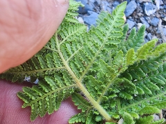 Cheilanthes leucopoda