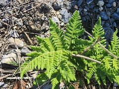Cheilanthes leucopoda