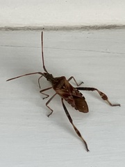 Leptoglossus occidentalis