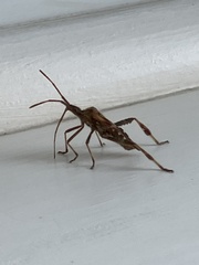 Leptoglossus occidentalis