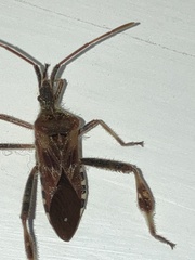 Leptoglossus occidentalis
