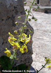 Verbascum levanticum