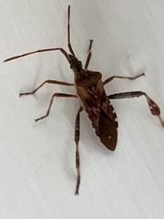 Leptoglossus occidentalis