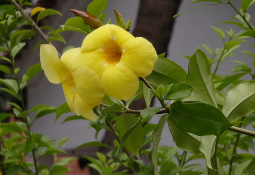 Allamanda cathartica image