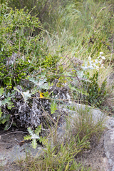 Berkheya bipinnatifida