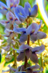 Lupinus perennis