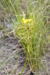 Bulbine abyssinica