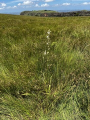 Chlorophytum krookianum