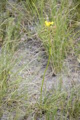 Bulbine abyssinica